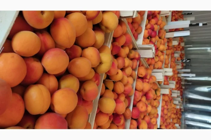 Продам молдавский абрикос отличного качества- фото № 4