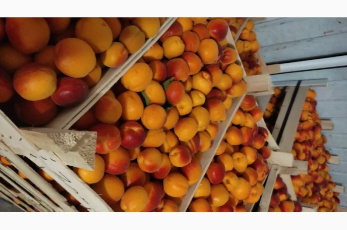 Продам молдавский абрикос отличного качества- фото № 5