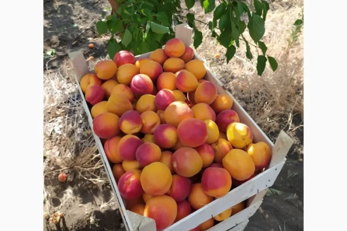 Абрикос из солнечной Малдовы- фото № 1