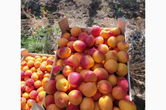 Абрикос из солнечной Малдовы- фото № 2