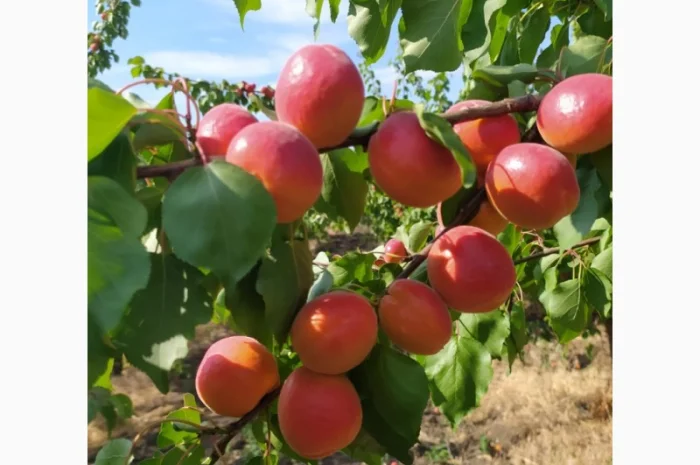 Абрикос из солнечной Малдовы- фото № 3