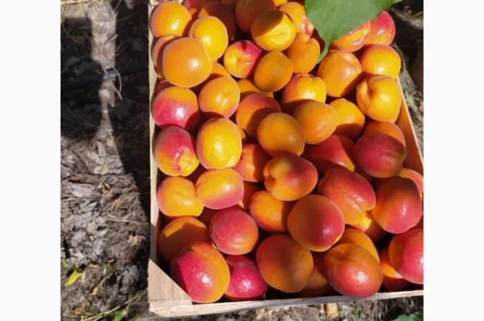 Абрикос из солнечной Малдовы- фото № 4