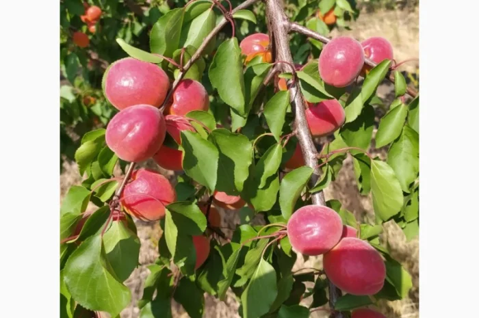 Абрикос из солнечной Малдовы- фото № 5