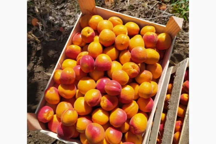 Абрикос из солнечной Малдовы- фото № 6