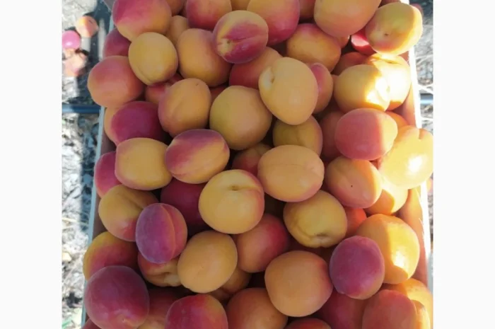 Абрикос из солнечной Малдовы- фото № 7