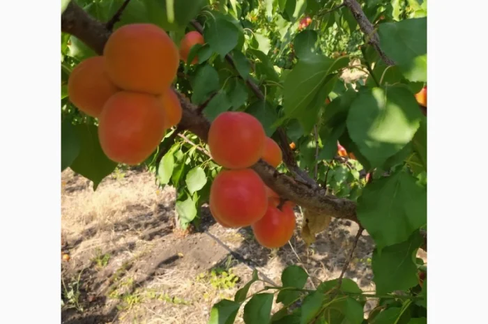 Абрикос из солнечной Малдовы- фото № 8