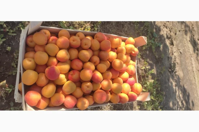 Продам качественный сладкий абрикос- фото № 1