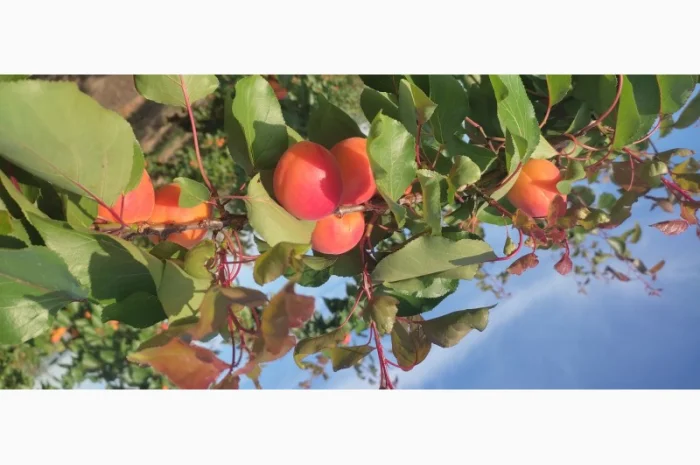 Продам качественный сладкий абрикос- фото № 2