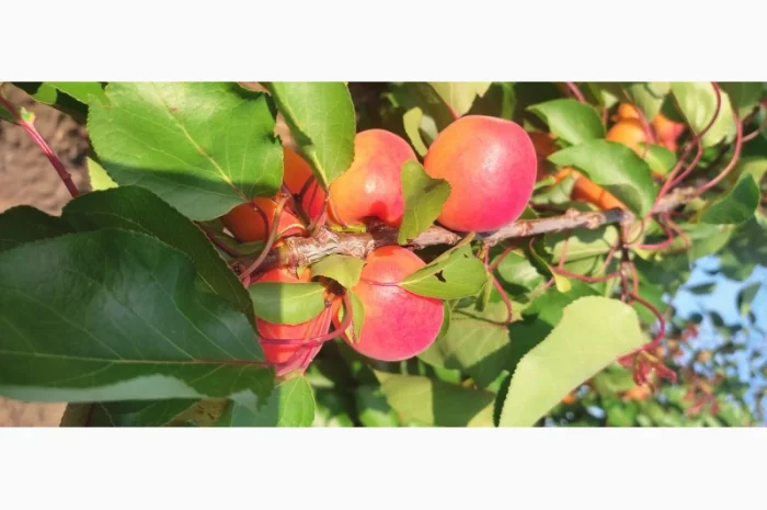 Продам качественный сладкий абрикос- фото № 3