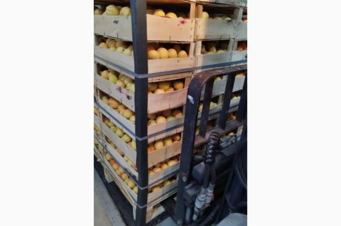 Продам молдавскую ананаску- фото № 1