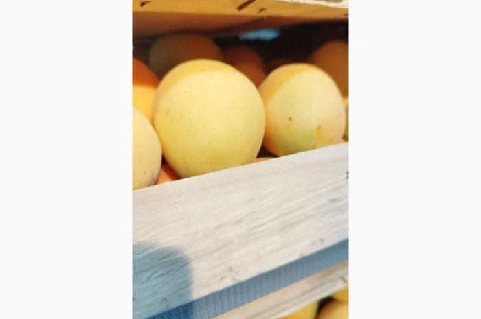 Пропонується молдавська ананаска відмінної якості- фото № 2