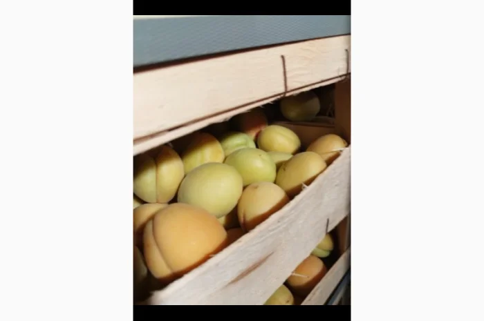 Продам молдавскую ананаску- фото № 2