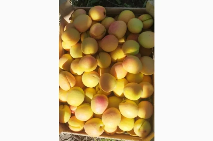 Продам абрикосы из солнечной Молдавии- фото № 2