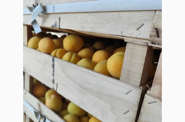 Продам абрикосы отличного качества- фото № 1