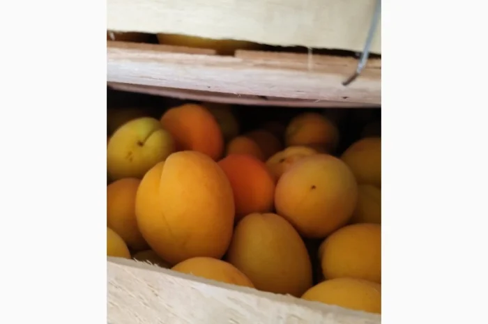 Продам абрикосы отличного качества- фото № 9