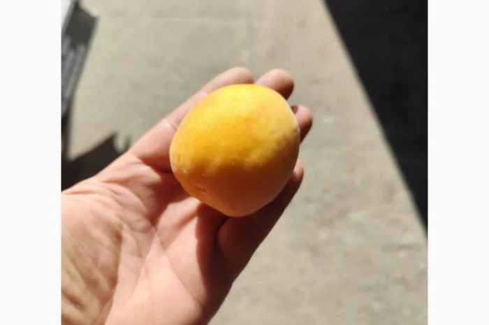 Продам абрикосы отличного качества- фото № 2