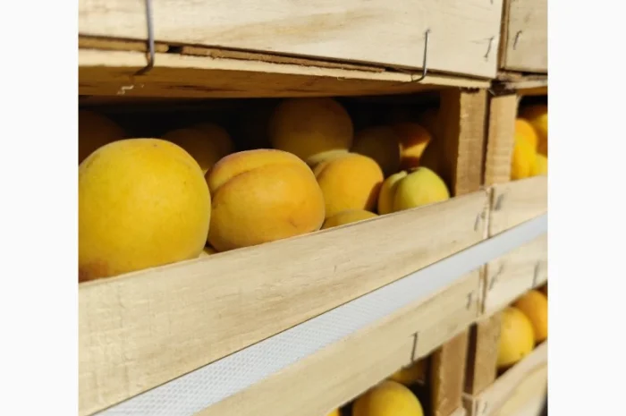 Продам абрикосы отличного качества- фото № 3