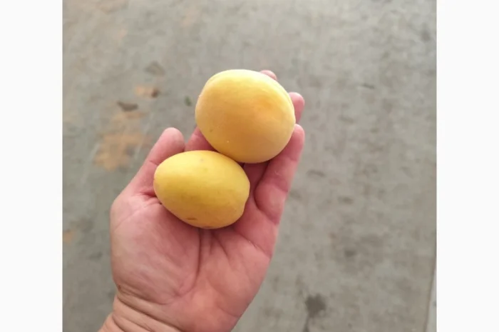 Продам абрикосы отличного качества- фото № 4