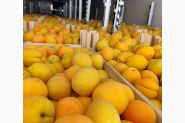 Продам абрикосы отличного качества- фото № 5