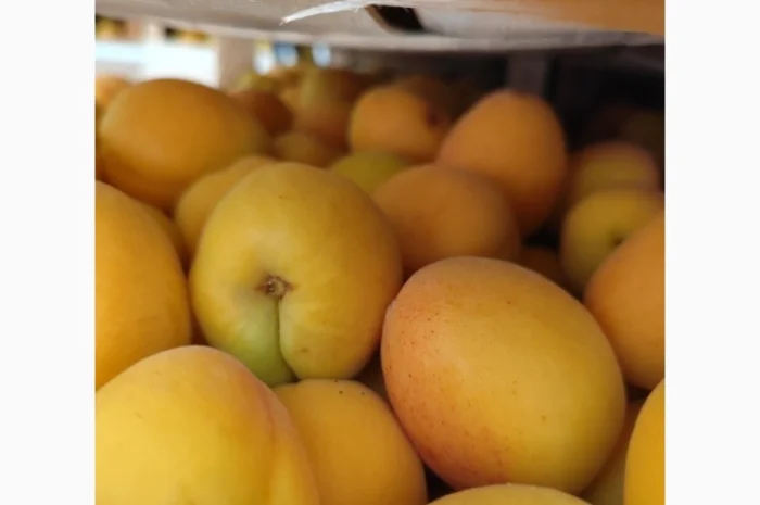 Продам абрикосы отличного качества- фото № 6