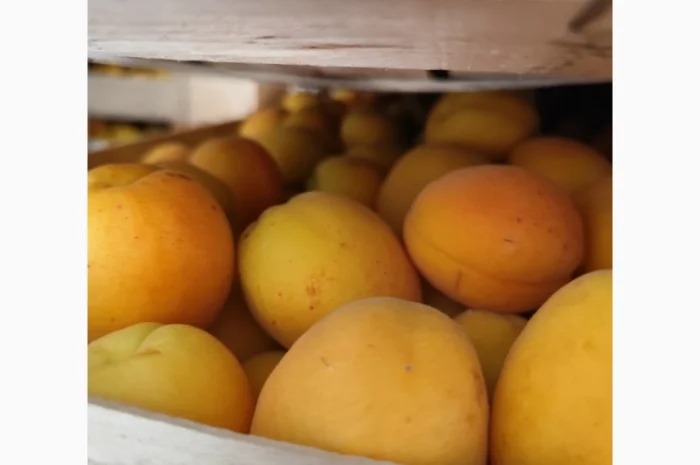 Продам абрикосы отличного качества- фото № 7