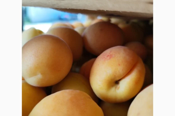 Пропонуються абрикоси високої якості- фото № 8