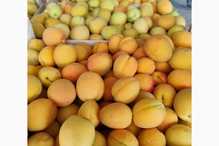 Продам абрикосы отличного качества- фото № 8