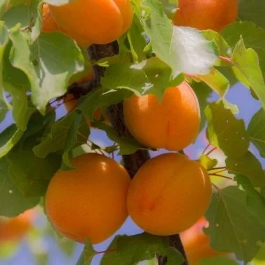 Куплю абрикос на заморозку в великих об‘ємах- фото № 1