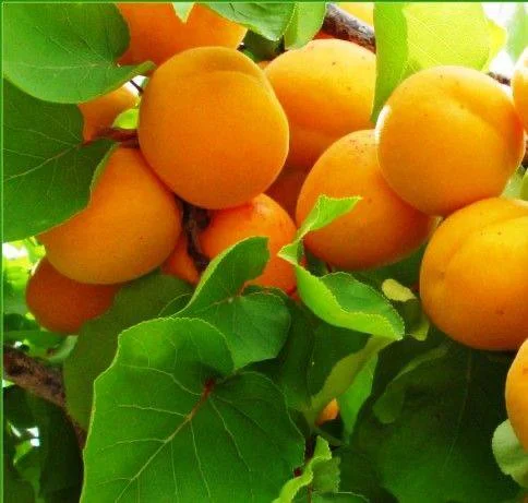 Куплю оптом абрикос від 1 тони- фото № 1