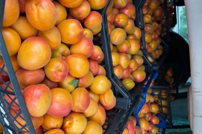 Продам абрикосу- фото № 1