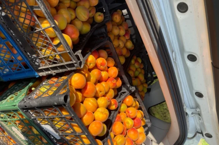 Продам абрикосу- фото № 2