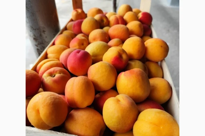 Продам молдавские абрикосы- фото № 1