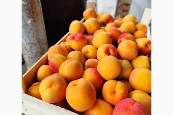 Продам молдавские абрикосы- фото № 3