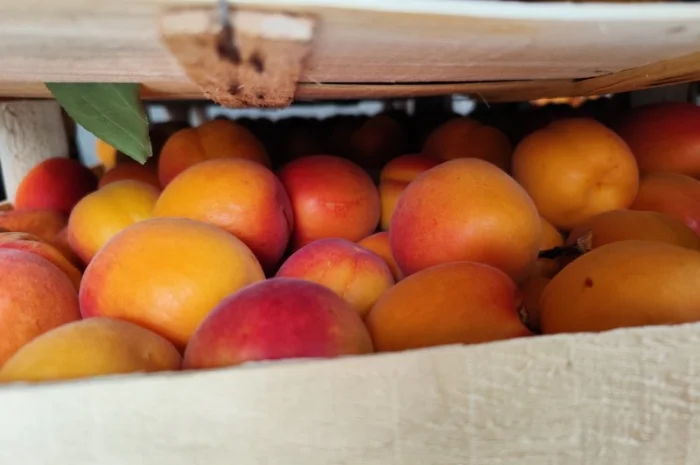 Продам молдавские абрикосы- фото № 4