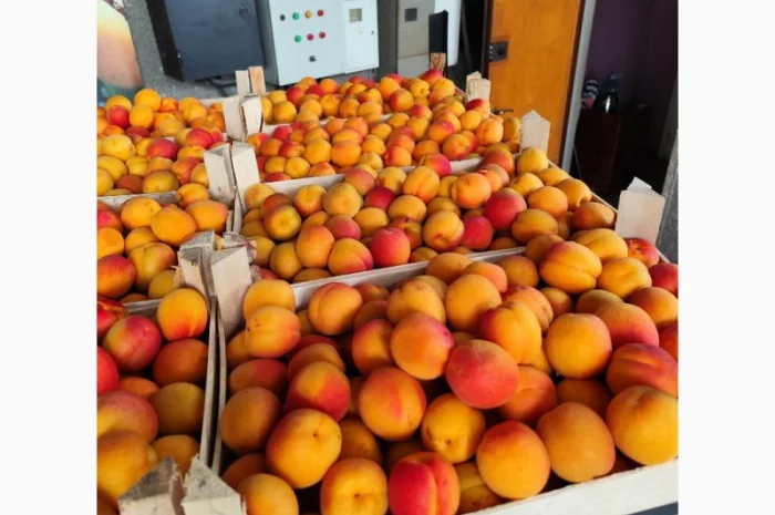 Продам молдавские абрикосы- фото № 5