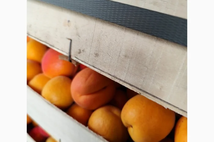 Продам молдавские абрикосы- фото № 6