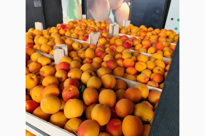 Продам молдавские абрикосы- фото № 7