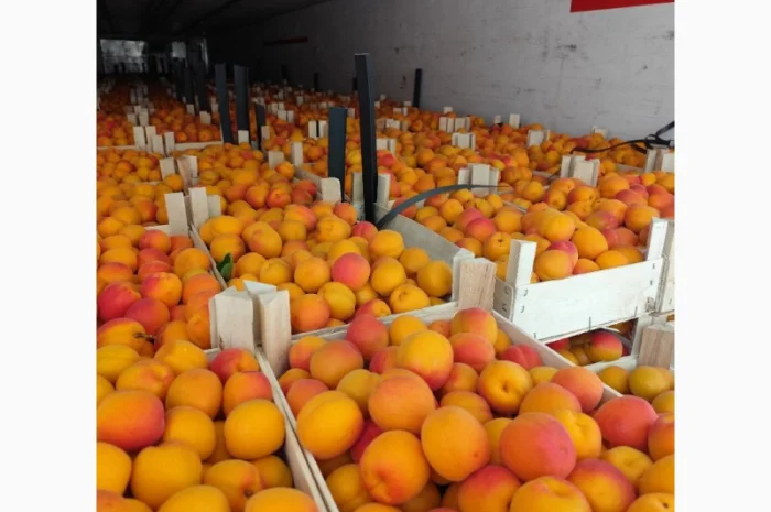 Продам молдавские абрикосы- фото № 8