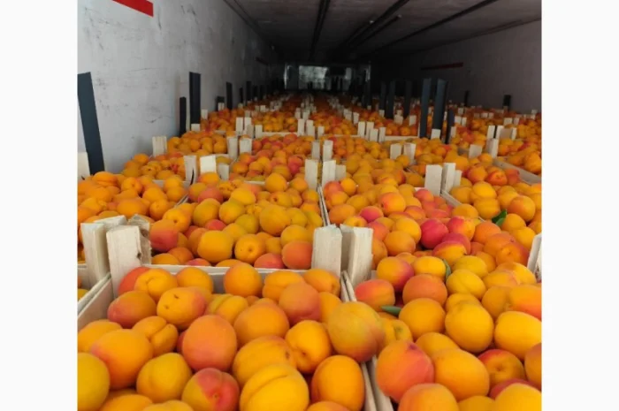 Продам молдавские абрикосы- фото № 9