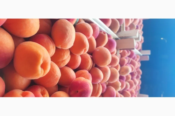 Продам молдавский качественный абрикос- фото № 1