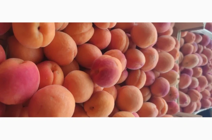 Продам молдавский качественный абрикос- фото № 2