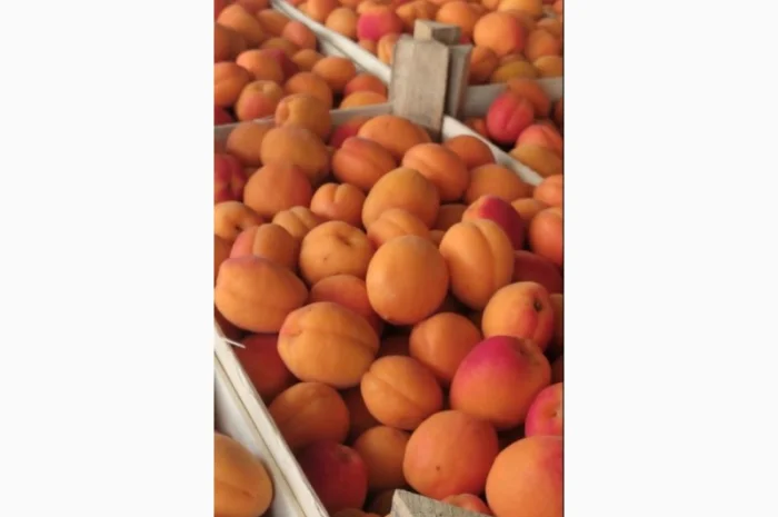 Продам молдавский качественный абрикос- фото № 3