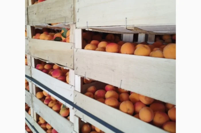 Продам абрикос отличного качества- фото № 1