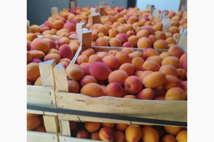 Продам абрикос отличного качества- фото № 12