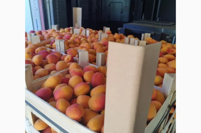 Продам абрикос отличного качества- фото № 2