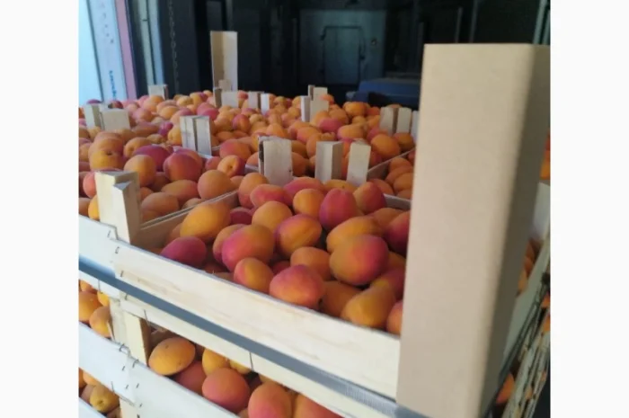 Продам абрикос отличного качества- фото № 11