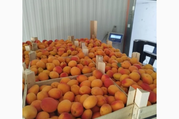 Продам абрикос отличного качества- фото № 10