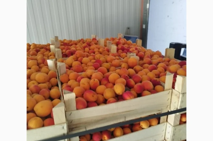 Продам абрикос отличного качества- фото № 9