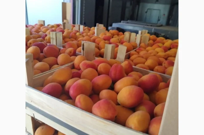 Продам абрикос отличного качества- фото № 8