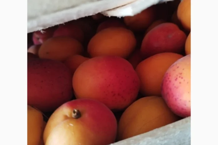 Продам абрикос отличного качества- фото № 7